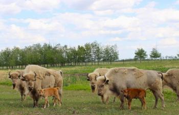 Rare white bison stand in a field. By their sides are two brown bison calves.
