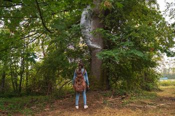A girl wearing a backpack stands with her back to the camera. She stares up at a tree with a strange grey growth attached to its trunk.
